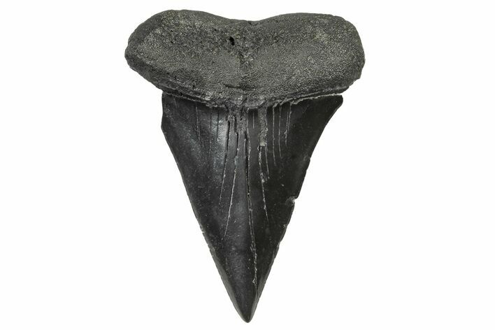 Huge, Fossil Broad-Toothed Mako Tooth - South Carolina #240177